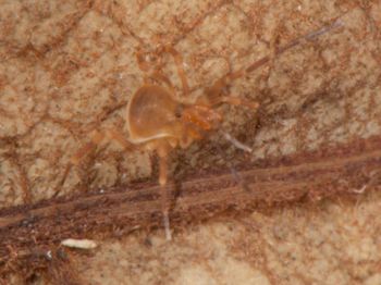 Media type: image;   Invertebrate Zoology 136540